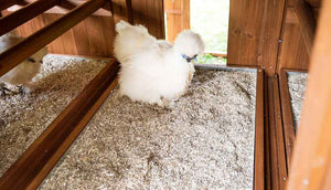 silkie hen inside mansion chicken coop with hemp bedding