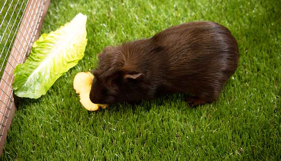 brown guinea pig eating lettuce leaf inside piggy pen run
