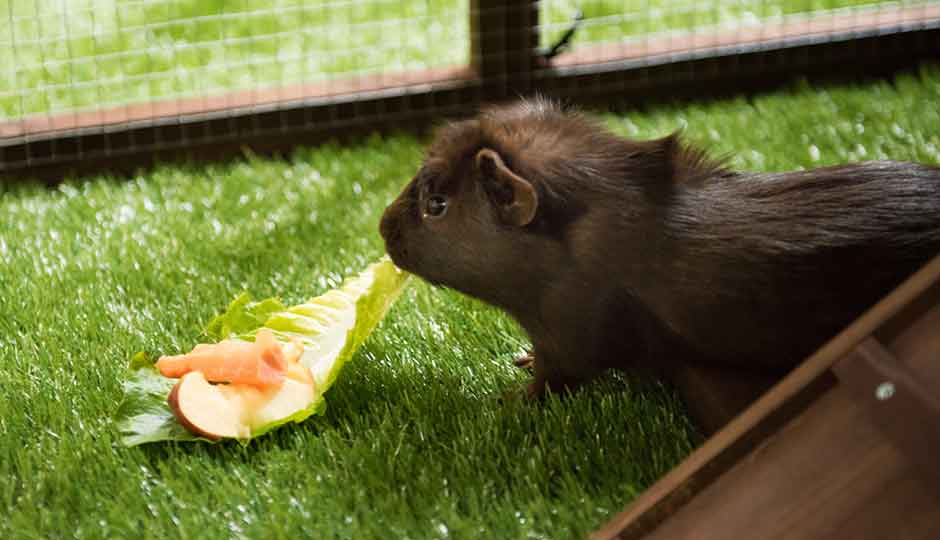 guinea pig eating lettuce leaf inside piggy paradise run