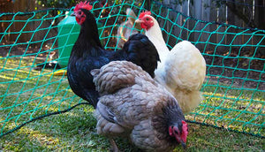 three hens free ranging inside poultry fencing area