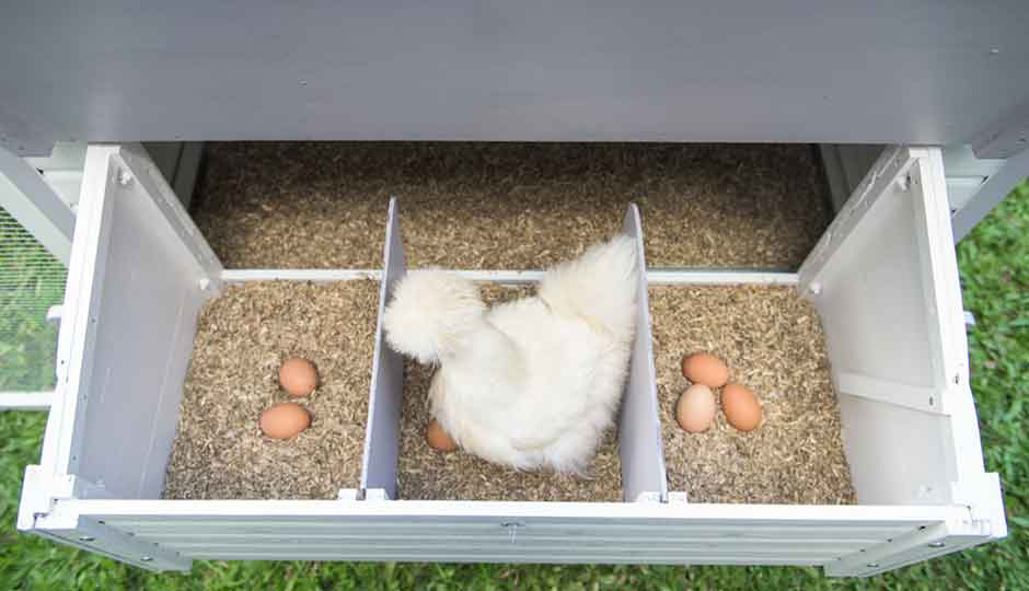 white silkie in mansion nesting box lined with hemp bedding