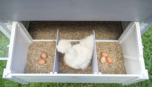 white silkie in mansion nesting box lined with hemp bedding