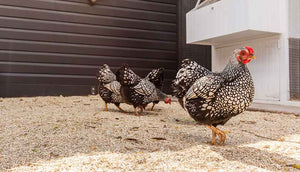 black and white wyandotte hens walking on hemp used as flooring