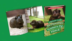 guinea pig brochure download