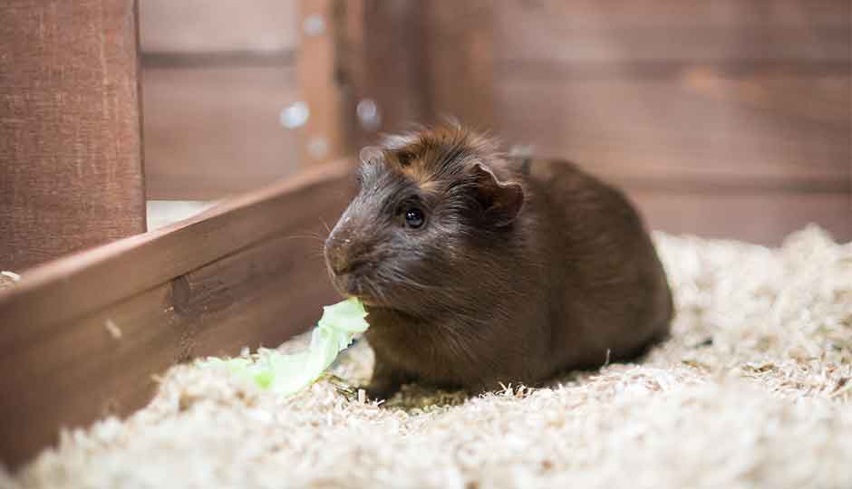 guinea pig inside piggy parlour hutch eating lettuce
