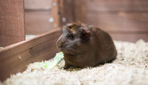 guinea pig inside piggy parlour hutch eating lettuce