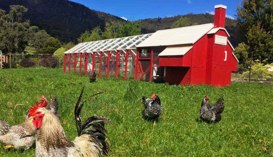 back view red mansion chicken coop with extra runs
