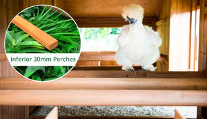 white silkie chicken sitting on mansion coop perches