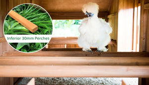 fluffy white chicken sitting on coop perches