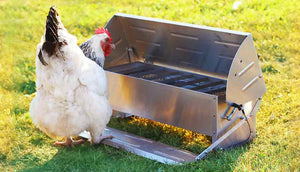 white sussex chicken standing on treadle feeder 