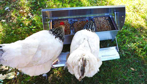two sussex hens eating from treadle feeder