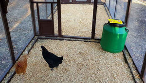 mansion chicken coop and double run with storage drum and mealworms