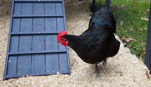 black hen in penthouse chicken coop run with hemp bedding