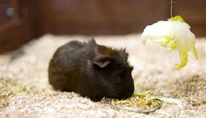 guinea pig eating inside piggy paradise guinea pig hutch