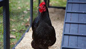 Australorp