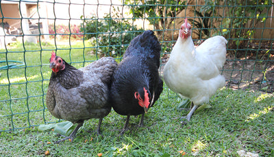 Australorp Chickens For Sale
