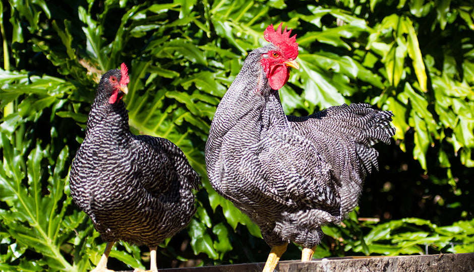 Chickens For Sale-orderexoticpoultry.com