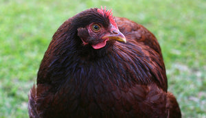 Rhode Island Red