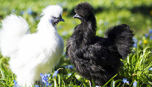 Silkie Bantam