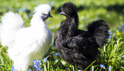 Silkie Bantam Chickens For Sale