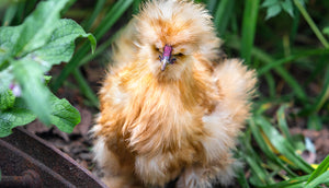 Silkie Bantam