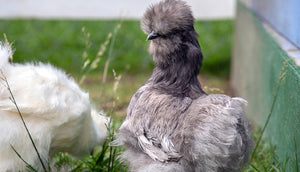 Silkie Bantam