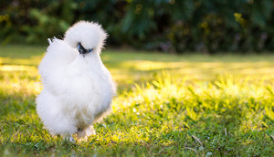 Silkie Bantam