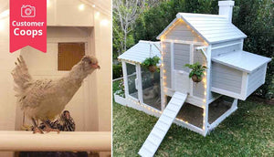 chicken coop with rainguard to keep hens dry inside
