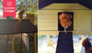 interior view of chicken coop with hens
