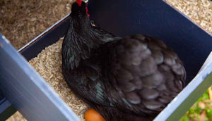 black hen laying in nesting box with hemp bedding