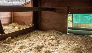 interior view penthouse chicken coop with hemp bedding