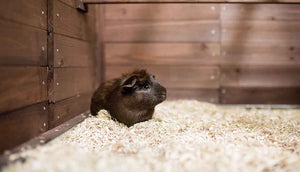 interior view of piggy paradise hutch with brown guinea pig