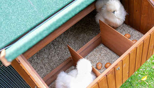 two silkie hens inside mansion chicken coop nesting box with their eggs