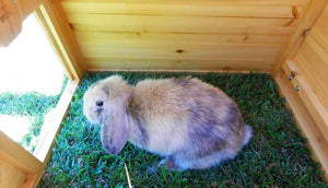 grey bunny inside hoppy hotel hutch