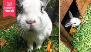 white rabbit inside hoppy hotel hutch