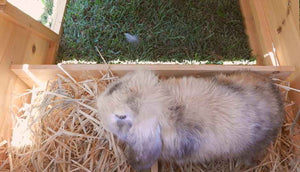 hoppy hotel hutch interior view with grey bunny