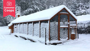 customer mansion chicken coop and two runs in winter covered in snow