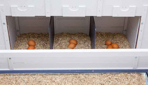 eggs inside chicken coop nesting boxes with hemp bedding