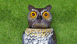 owl bobble head close up of face