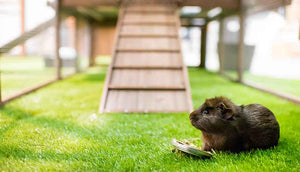 guinea pig inside piggy paradise hutch run eating lettuce