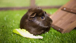 brown guinea pig near ramp inside piggy parlour