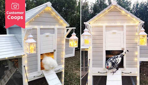 pretty chicken coop with lanterns