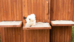 silkie hen on mansion cleaning tray covered with hemp bedding