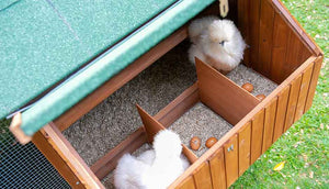 silkie chickens in mansion chicken coop nesting box