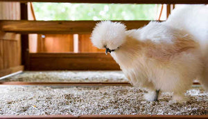 silkie hen inside mansion chicken coop with hemp bedding