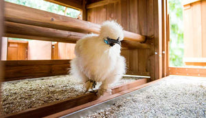 white silkie hen inside mansion coop