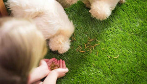 young girl feeding silkie hens mealworms from her hands