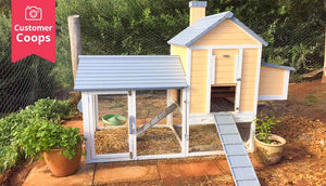 yellow taj mahal chicken coop with wire mesh flooring