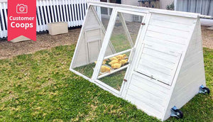 ducks inside white painted cluck house chicken coop