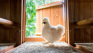 silkie hen standing inside coop near door